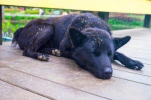 Grass Seeds and Dogs: The Dangers, Removal, and Prevention - ProDog Raw