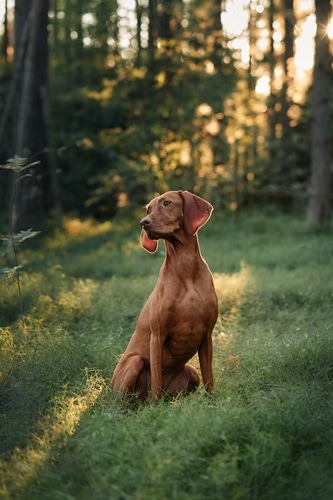 fussy dog not eating