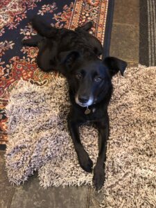 Raw dog food case study