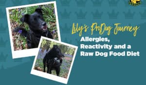 Raw dog food helping allergies and reactivity case study