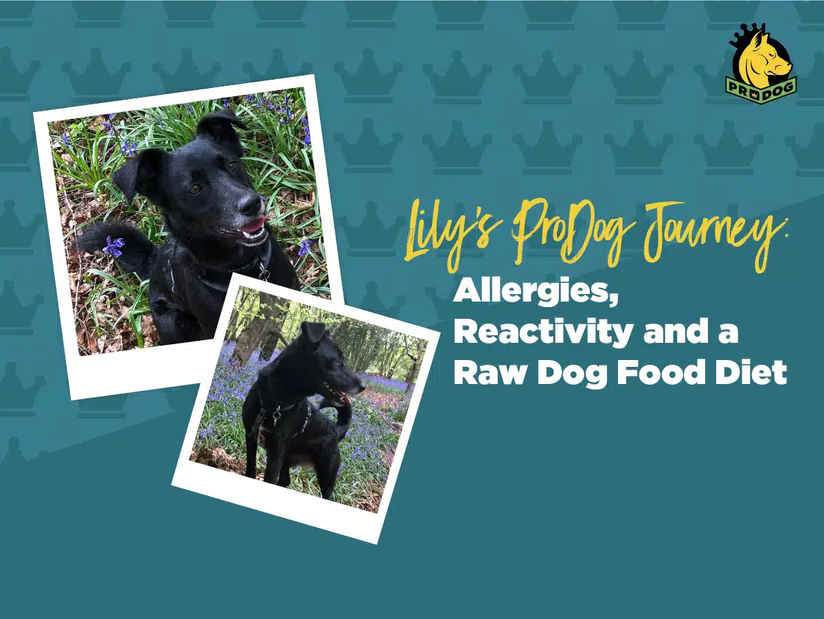 Lily’s ProDog Journey: Allergies, Reactivity and a Raw Dog Food Diet