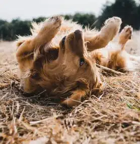 Natural Flea Prevention for Dogs