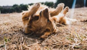 Natural Flea Prevention for Dogs