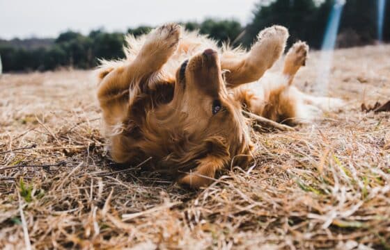 Natural Flea Prevention for Dogs