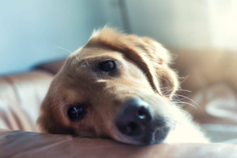 How to help dogs with separation anxiety- step by step guide