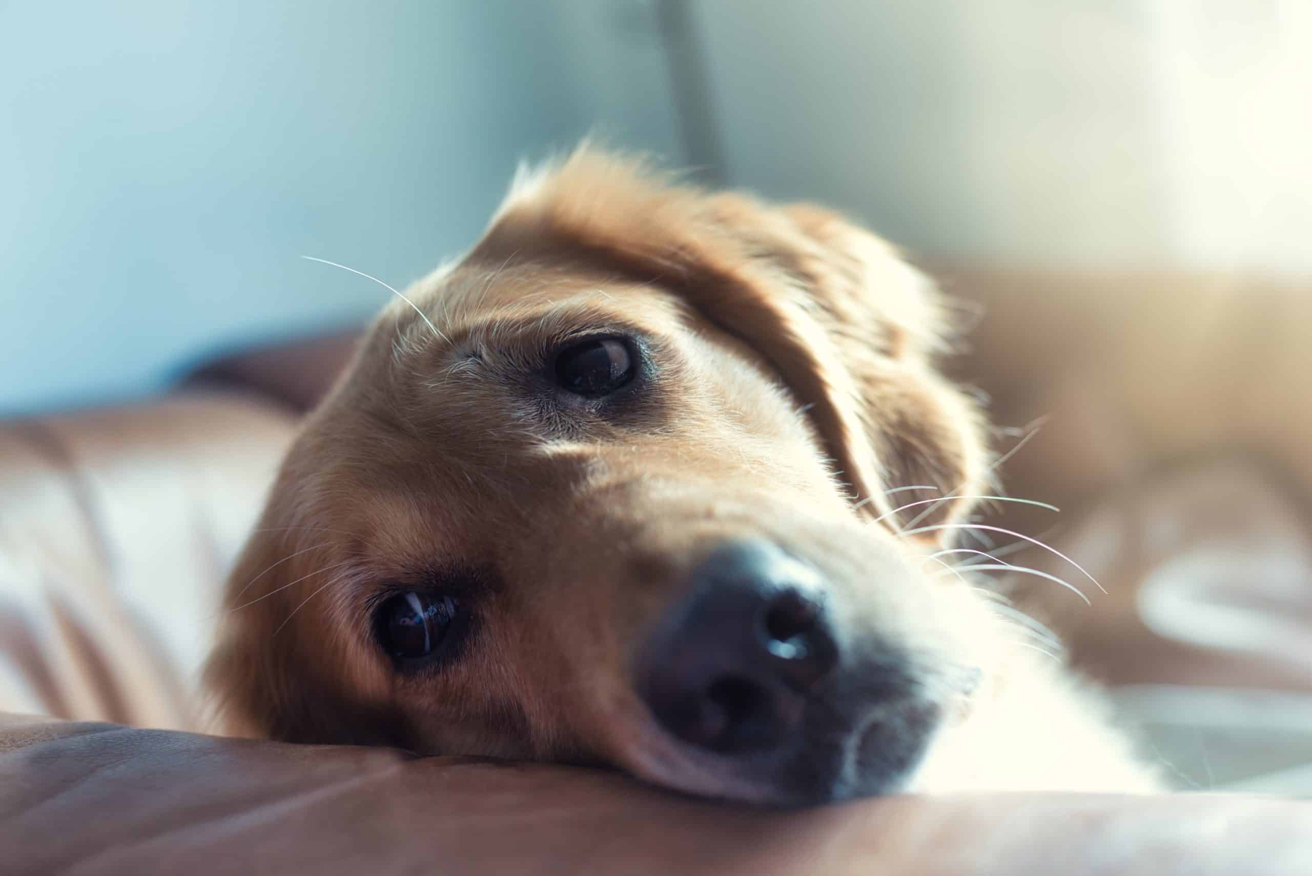 Overcoming Separation Anxiety: A Guide to Help Your Dog Stay Calm Alone