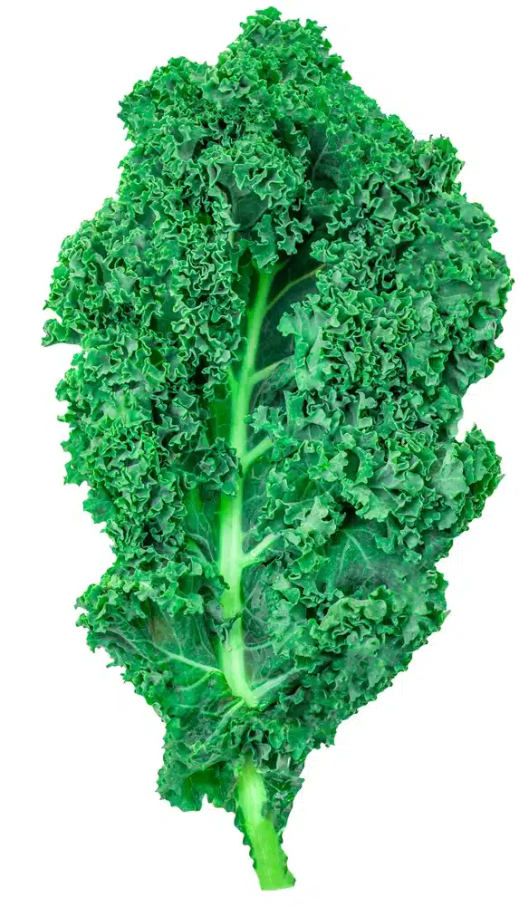 fruit and veggies - raw feeding for dogs