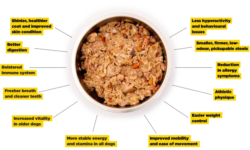 The benefits of raw dog food listed around a bowl of delicious raw dog food