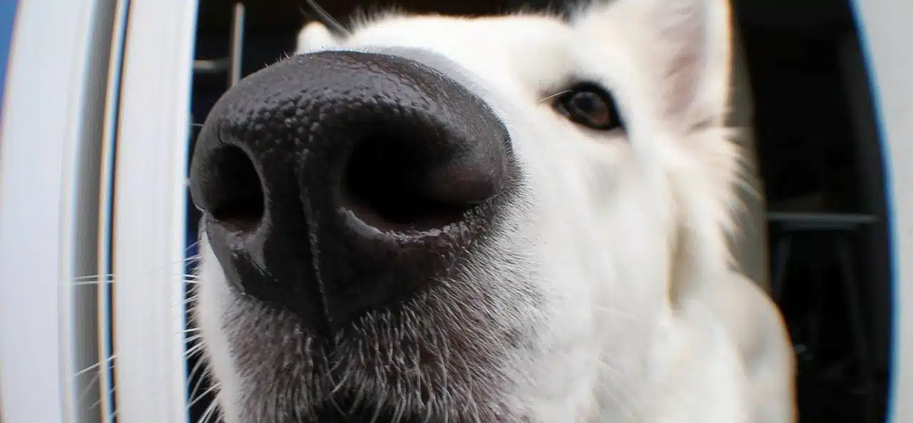 A Guide to Scent Training for Dogs: Unleashing Your Dog’s Superpower