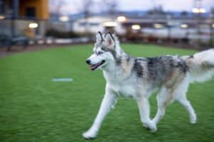 happy grain free raw fed dog running