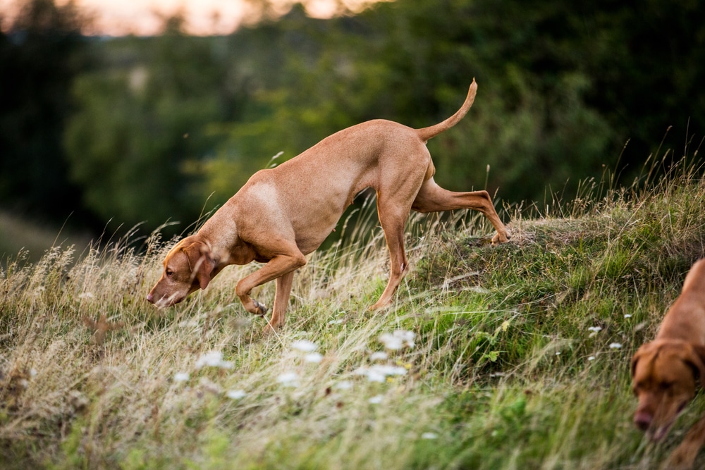 SCENT TRAINING FOR DOGS