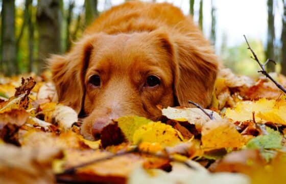 Navigating Autumn Safely with Your Dog