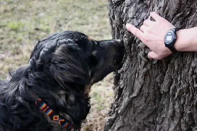 Guiding your dog towards scents can be helpful for them when first getting started.
