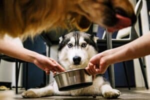 scared dog being given food containing grains