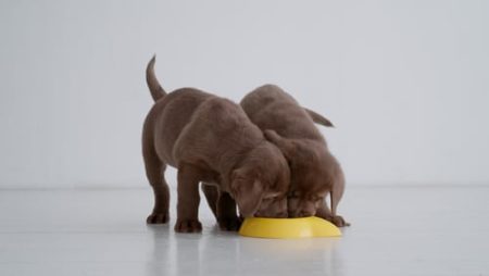 puppies eating