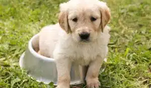 Puppy Raw Feeding & Weaning Guide