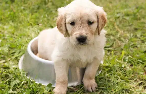 Puppy Raw Feeding & Weaning Guide