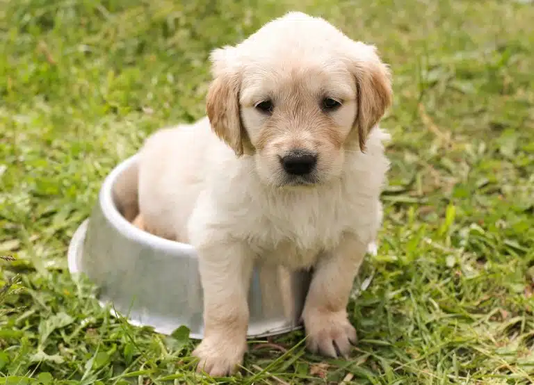 Puppy raw feeding guide, all you need to know about raw feeding puppies