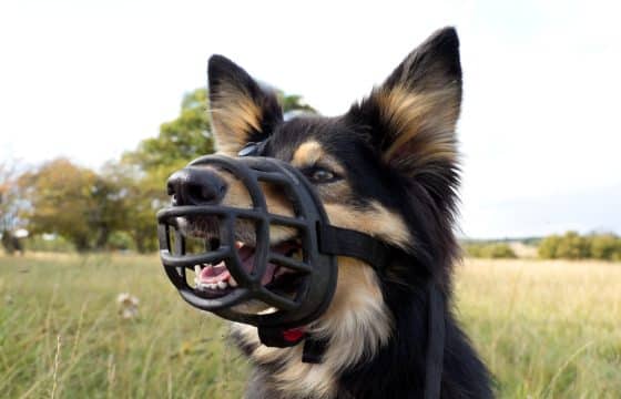 Stress-Free Muzzle Training: A Step-by-Step Approach