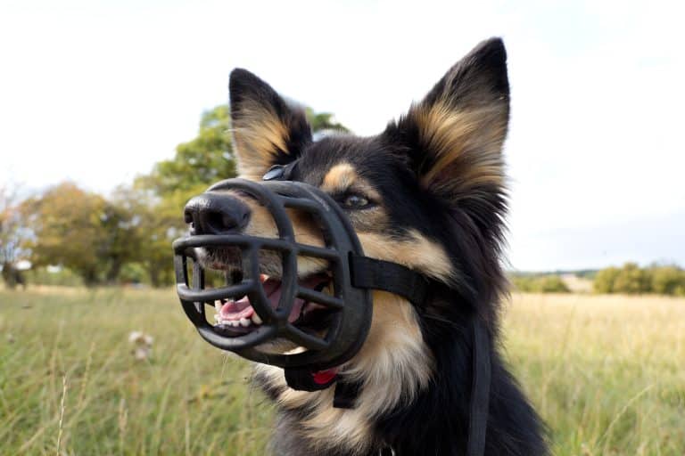 Stress free muzzle training