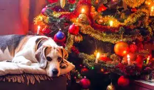 Christmas Foods for Dogs: What’s Safe and What to Avoid