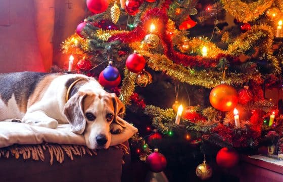 Christmas Foods for Dogs: What’s Safe and What to Avoid
