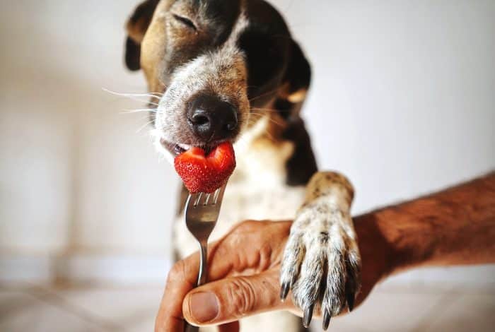 Berries are good for dogs