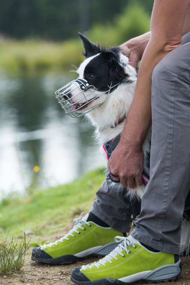 collie with a muzzle on