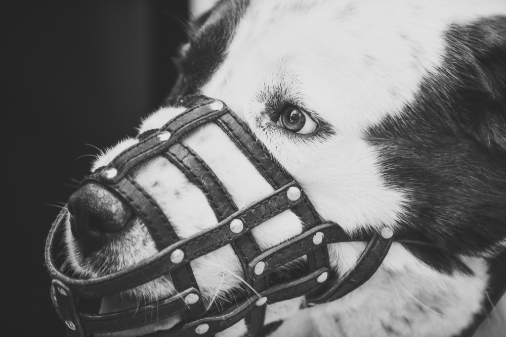 muzzle training for dogs