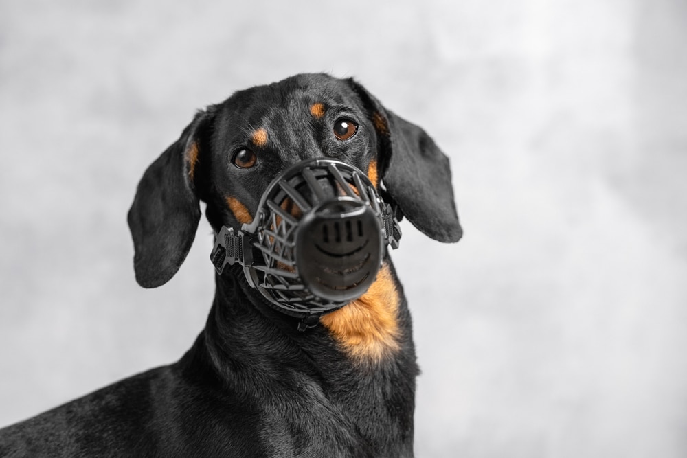 muzzle for dogs