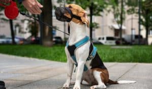 Stress-Free Muzzle Training: A Step-by-Step Approach