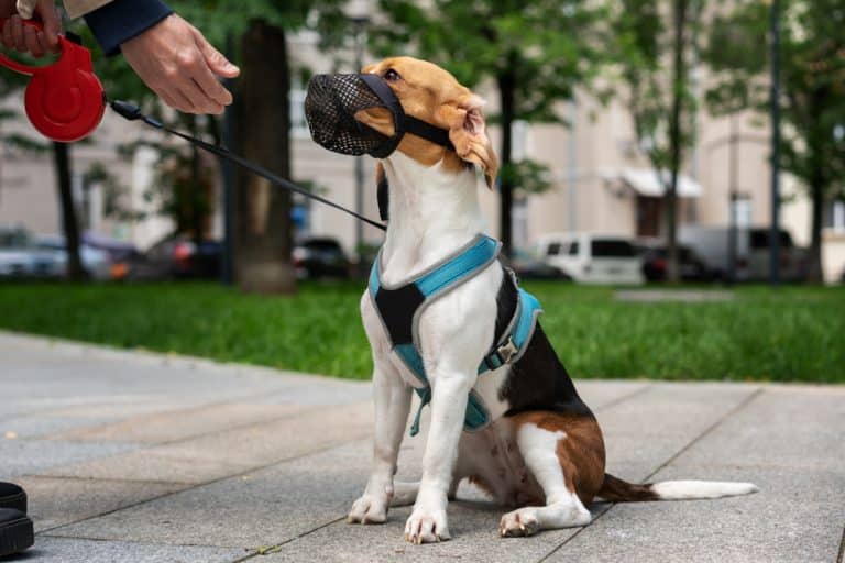 dog with muzzle