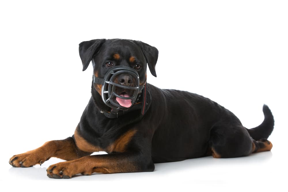 muzzle training for dogs