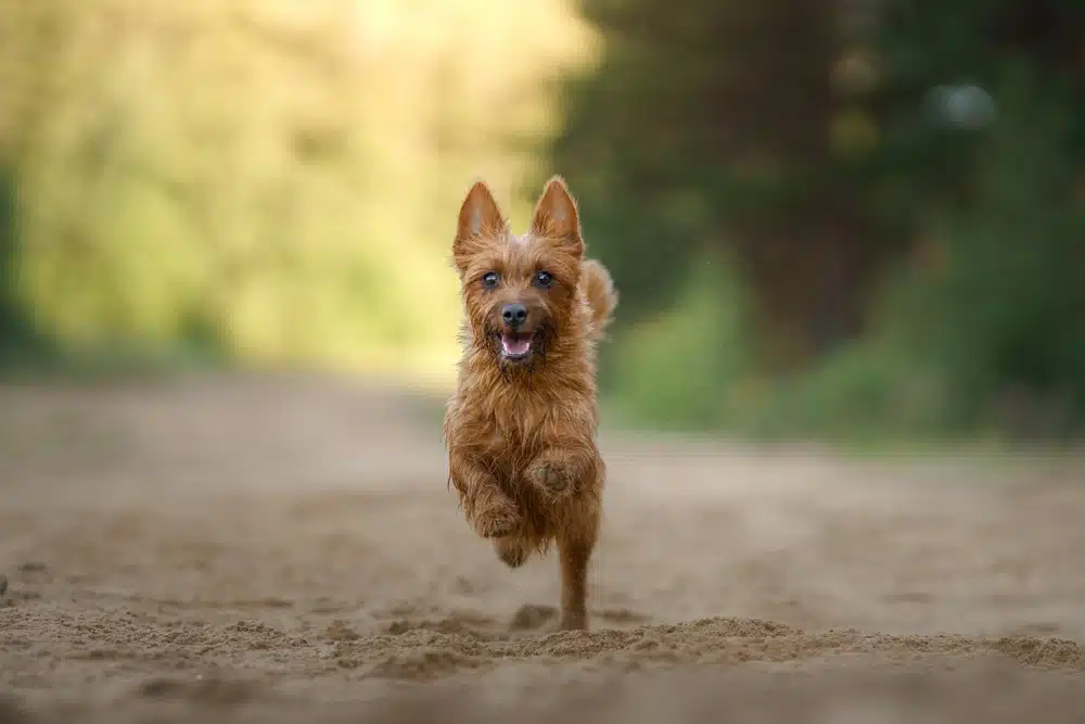 welcoming a new puppy