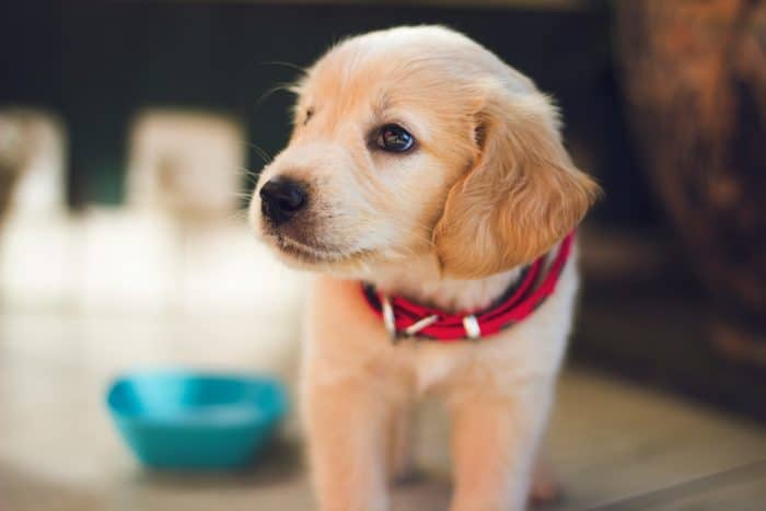 colostrum for puppy development