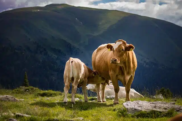 bovine colostrum supplement for dogs
