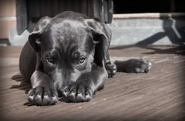 how to help an itchy dog