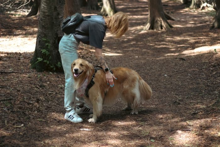 advocating for your non-social dog is important