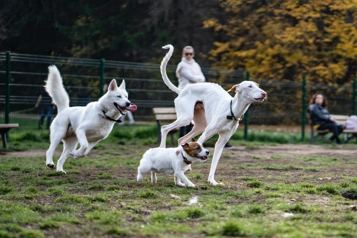 Socialising your dog safely