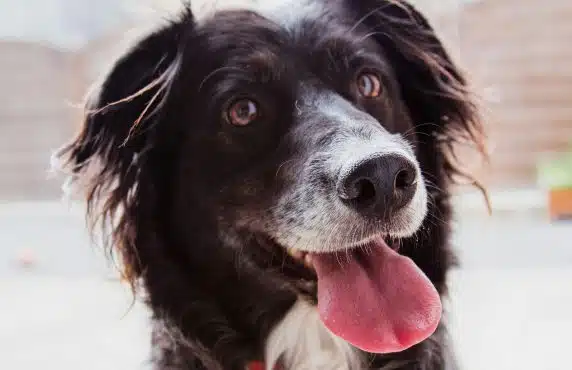 Canine Superfuel: 10 Benefits of Colostrum Supplement for Dogs