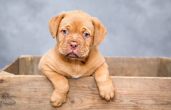 Welcoming a New Puppy: Puppy-Prep Guide from a Canine Behaviourist