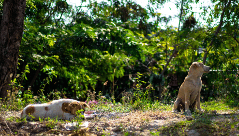 Dog Socialisation: How to Help Your Dog Navigate the Social Scene