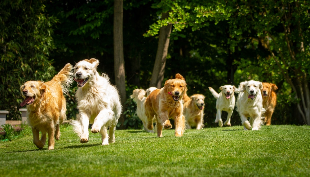 dog socialisation