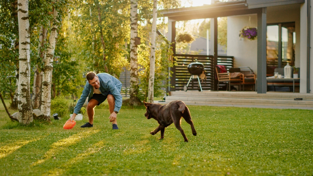 playing with dog