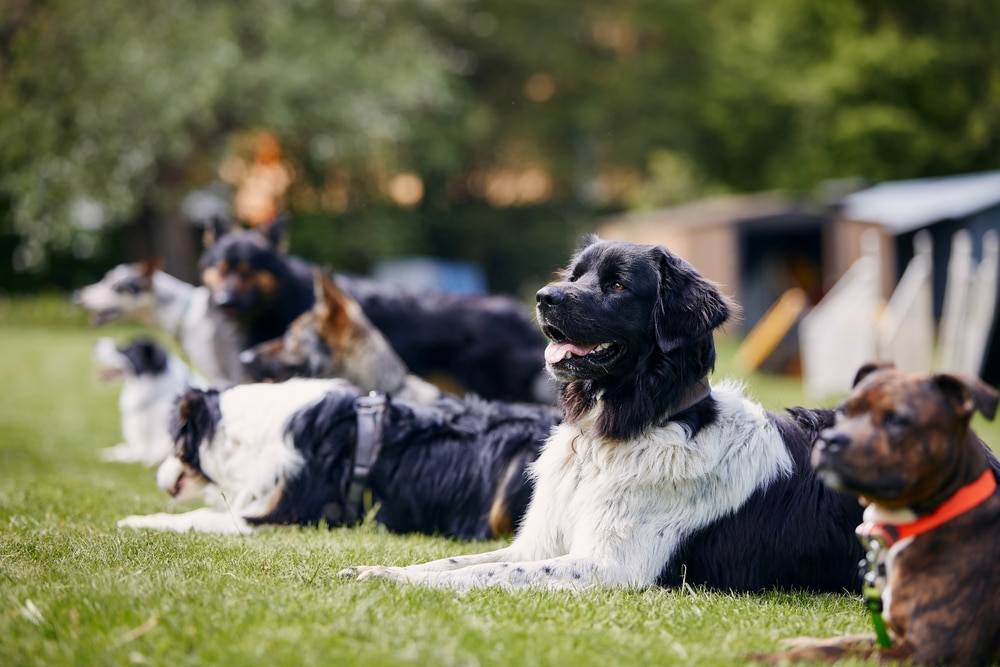 dogs socialising