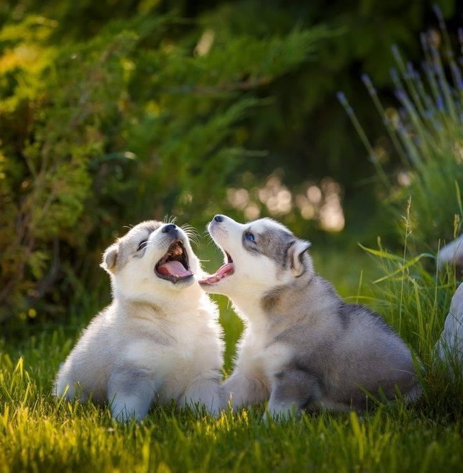 puppies playing