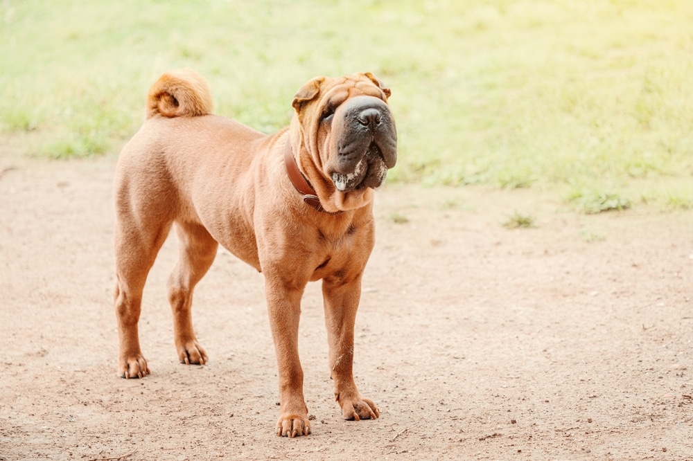 sharpei