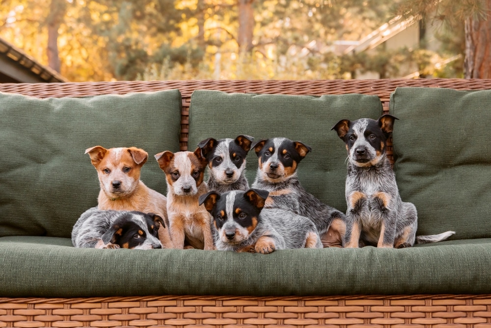 puppy socialisation