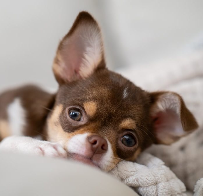 puppy preparation guide