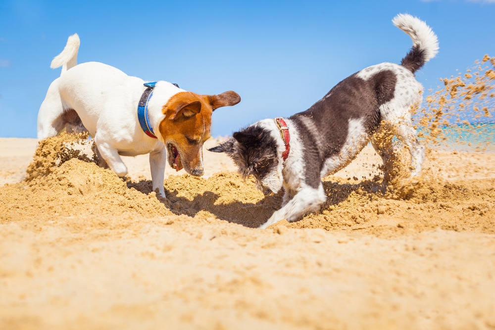 Dog Socialisation: How to Help Your Dog Navigate the Social Scene